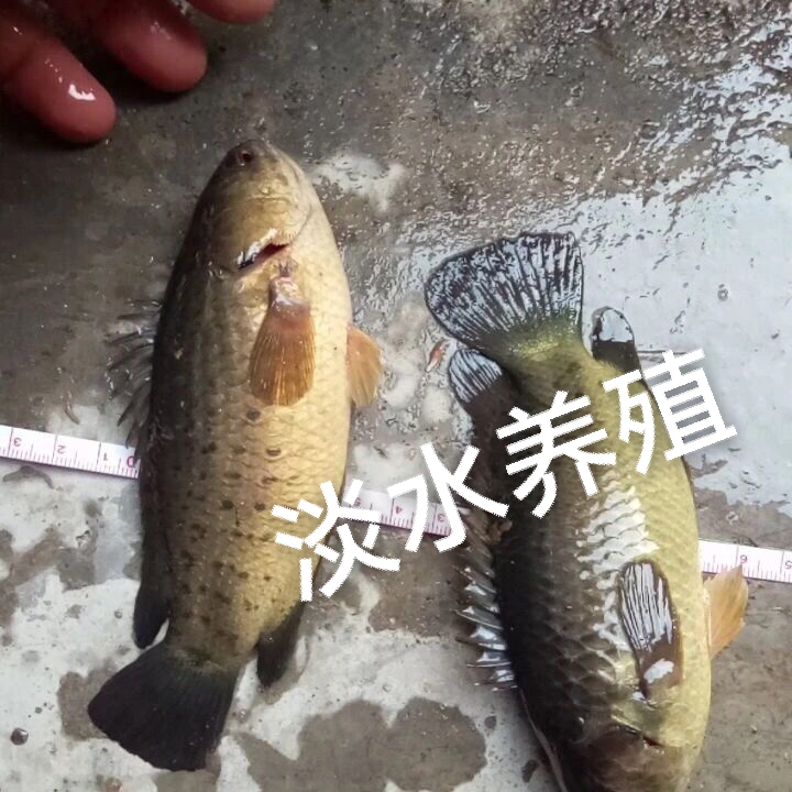 鱼淡水鱼观赏鱼凶猛鱼淡水鱼