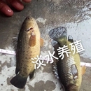 攀鲈鱼活体鱼过山鲫海八毛龟壳鱼凶猛鱼观赏鱼热带凶猛鱼淡水鱼