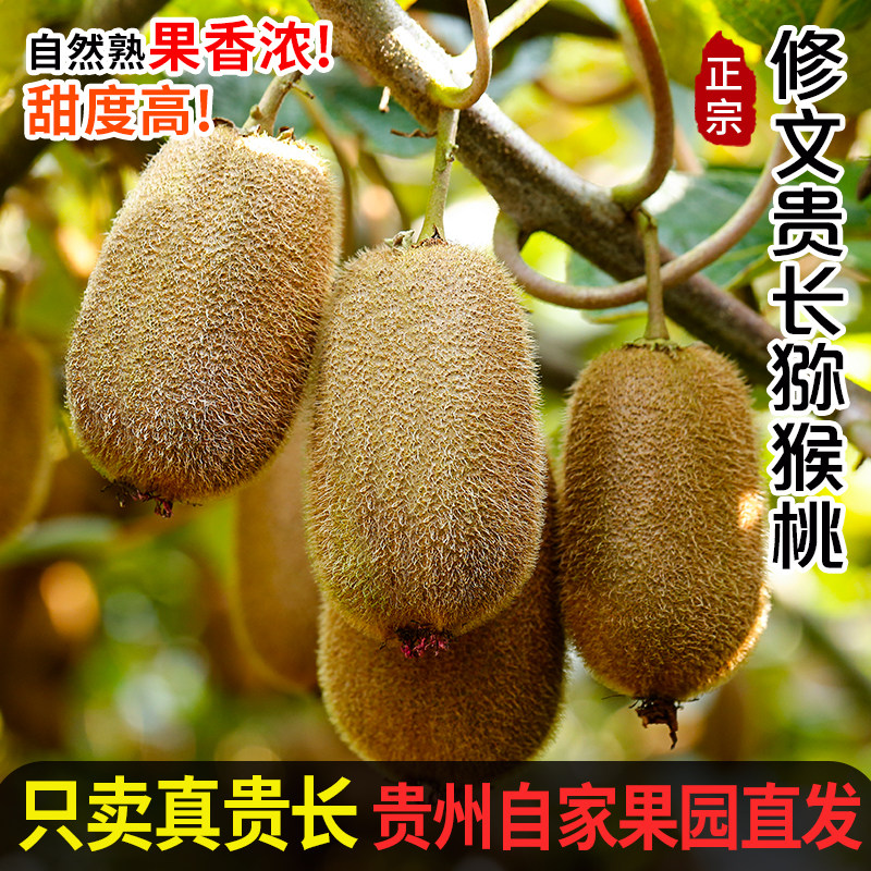 应季新鲜绿心猕猴桃贵州修文贵长图片