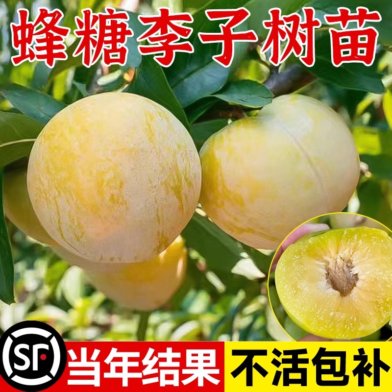 蜂糖李子嫁接特大晚熟脱骨青脆李子南北方种植