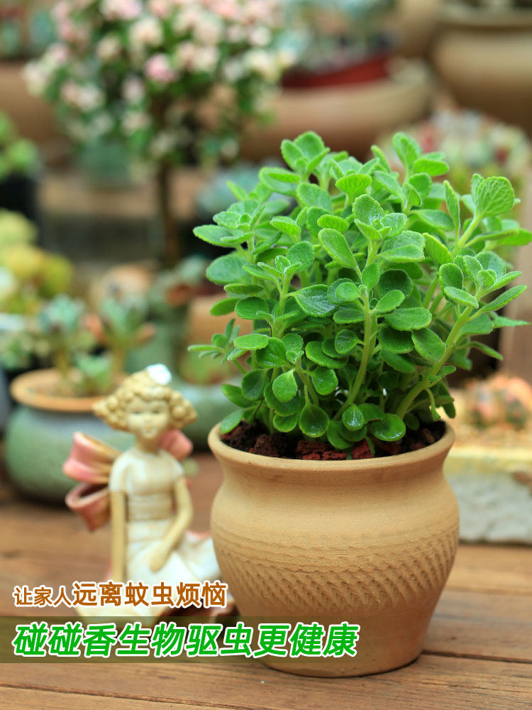 碰碰香盆栽可食用绿植驱蚊提神清香草多肉植物净化空气一抹香花卉