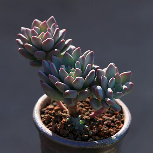 苹果美人多肉植物多头大群生老桩维尼美家易成活肉肉绿植盆栽花卉