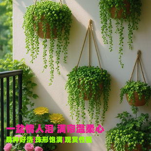 情人泪多肉植物长藤垂吊兰悬挂壁挂盆栽室内阳台客厅带盆绿植花卉