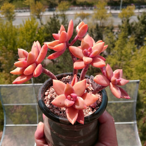 铭月多肉价格 铭月多肉图片 星期三