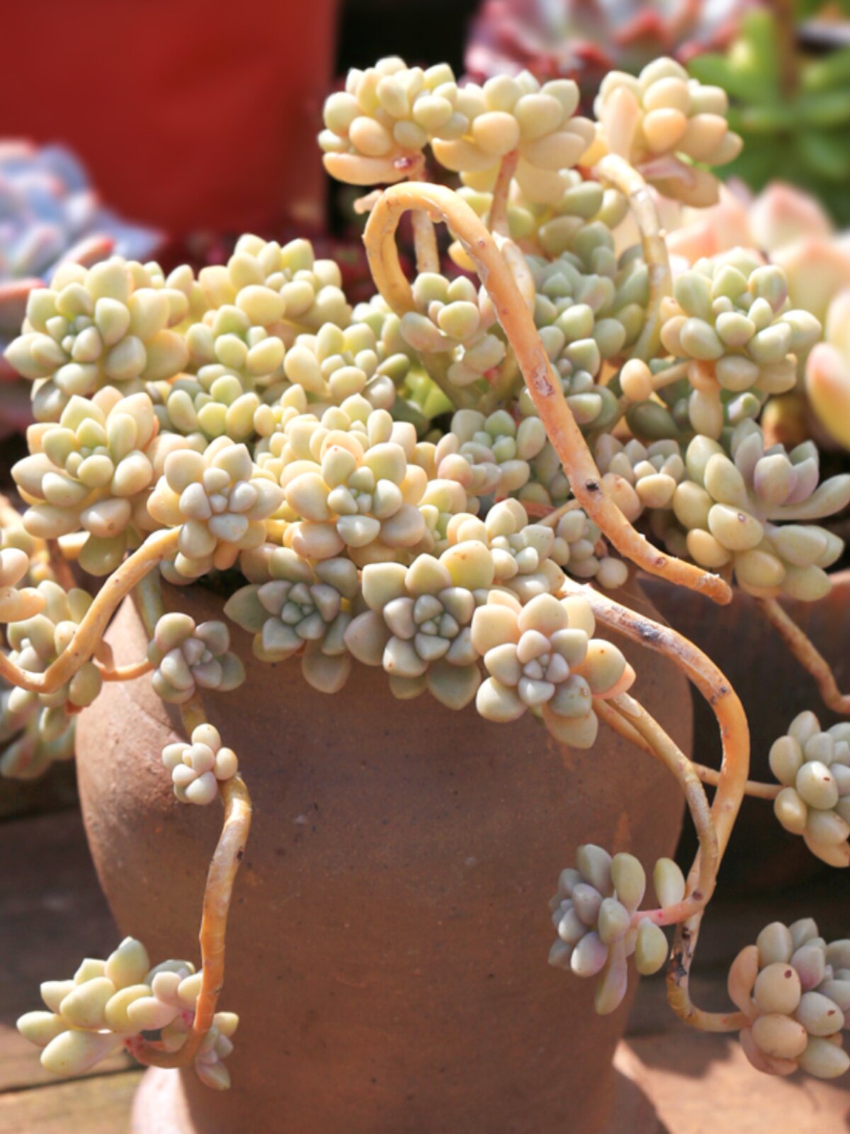 丸叶姬秋丽老桩多肉植物易养爆盆吸甲醛肉肉绿植盆栽云南直发花卉