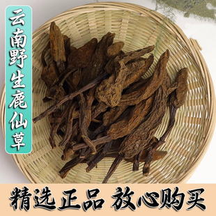 中药材特级红冬蛇菰文王一支笔借母怀胎 鹿仙草蛇菇披发500g包邮