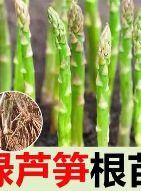 芦笋苗根苗三年苗耐寒耐热