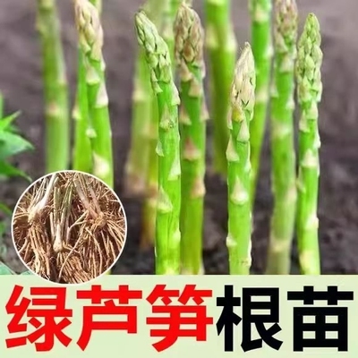 芦笋苗根苗三年苗耐寒耐热