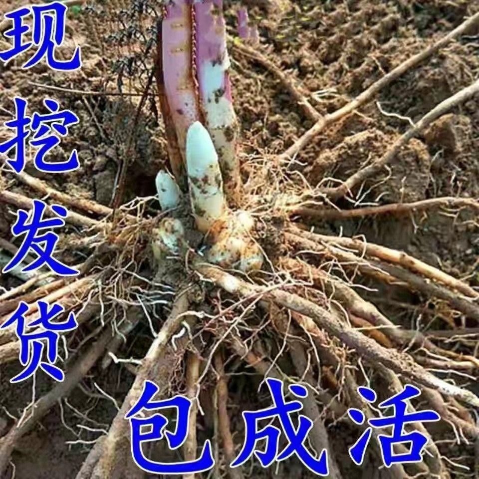 芦笋苗根紫色芦笋苗种四季蔬菜苗盆栽...