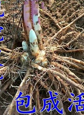 芦笋苗根紫色芦笋苗种四季蔬菜苗盆栽根苗种阳台庭院种植多年根生