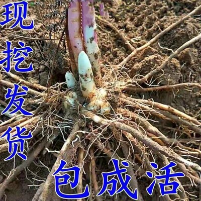 芦笋苗根紫色芦笋苗种四季蔬菜苗盆栽根苗种阳台庭院种植多年根生