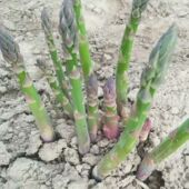 芦笋苗根绿色苗紫色芦笋苗种非转基因四季 蔬菜苗阳台盆栽多年根生