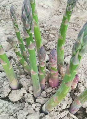 芦笋苗根绿色苗紫色芦笋苗种非转基因四季蔬菜苗阳台盆栽多年根生