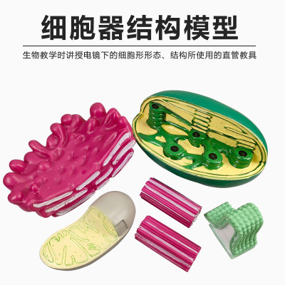 各种细胞模型细胞器结构细胞膜线粒体叶绿体高尔基体中心体教具高中生物教学仪器