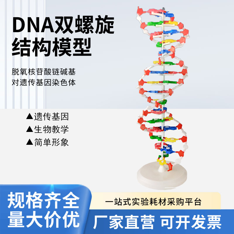 DNA双螺旋结构模型大号高中分子结构模型60cmJ33306脱氧核苷酸链碱基对遗传基因染色体双链生物科学教学仪器 文具电教/文化用品/商务用品 教学仪器/实验器材 原图主图