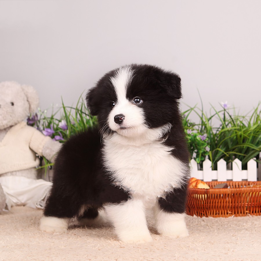 出售家养纯种边境牧羊犬活体幼犬 七白三通 边牧黑白幼崽宠物狗狗