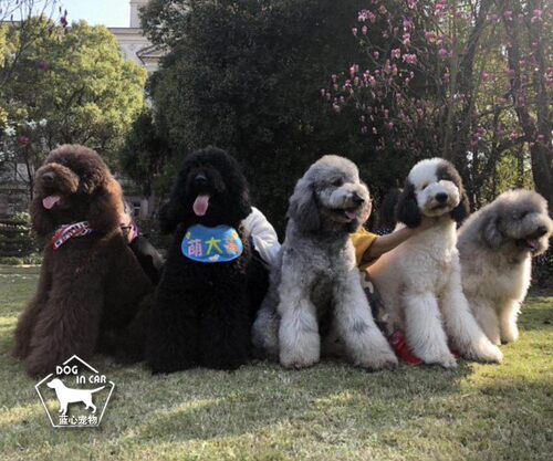 大型贵宾犬素材模板 大型贵宾犬图片下载 小麦优选