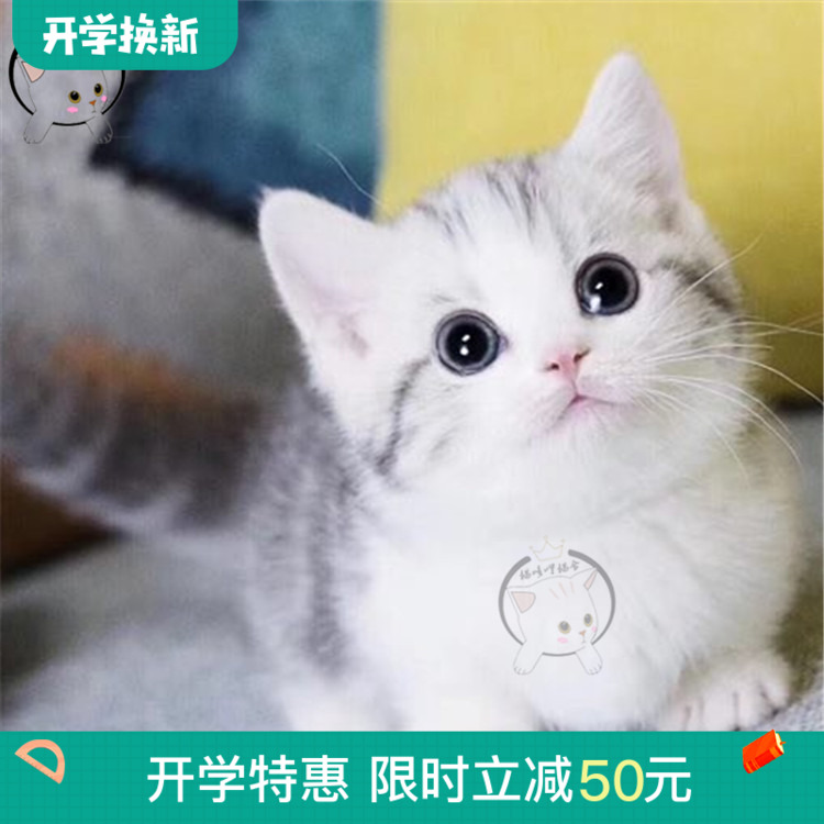 曼基康矮脚猫幼猫纯种曼赤肯短腿猫美短起司加白美短猫幼崽宠物猫