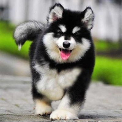 纯种阿拉斯加犬巨型阿拉斯加幼犬熊版阿拉斯加活体宠物狗狗1