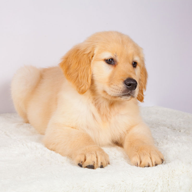 Thoroughbred Golden Retriever dog living thing Rab Lhatog Samoyed Golden Retriever Puppies living thing Pets Dog 6in the Pet/Pet food and supplies , Dogs  category - from Buy2taobao.com to provide professional Taobao agent buy service