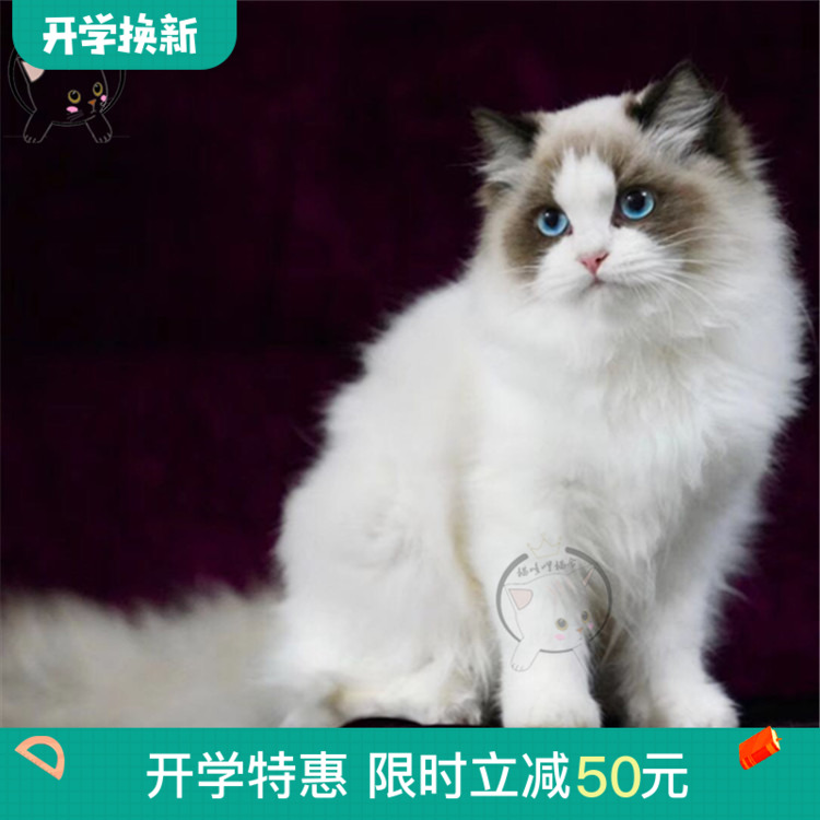 布偶猫活体幼猫蓝双色海豹宠物猫活体双血统赛级纯种布偶猫宠物猫