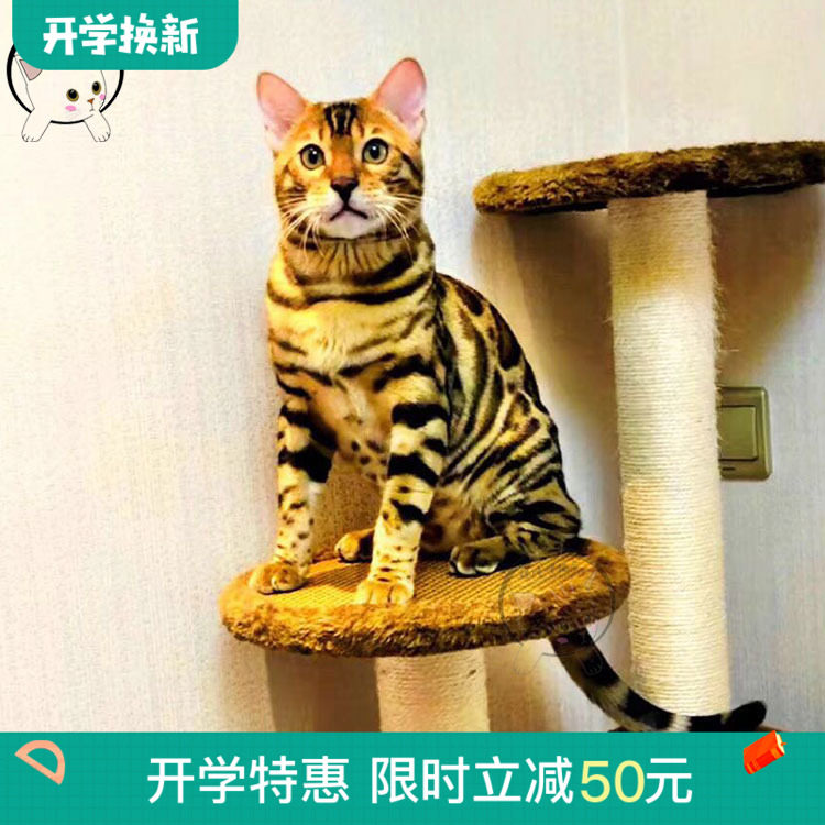 孟加拉豹猫活体幼猫纯种大玫瑰花纹雪豹幼猫巨型布偶猫活体小猫咪 傻白宠物 淘优券