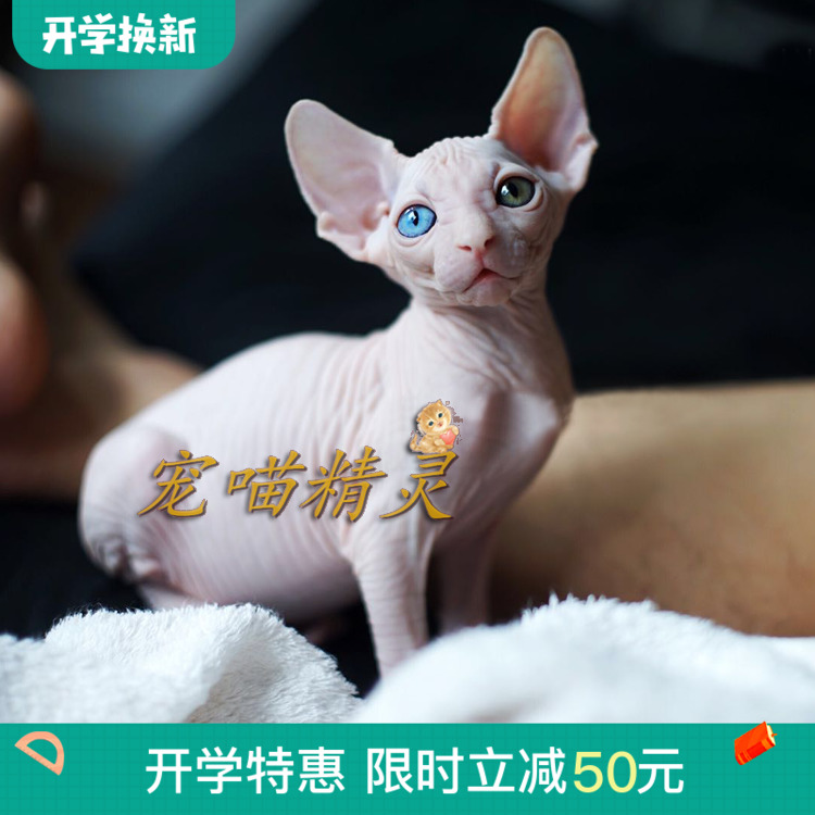 加拿大斯芬克斯无毛猫活体白皮蓝眼纯种无毛猫 鸳鸯眼无毛宠物猫