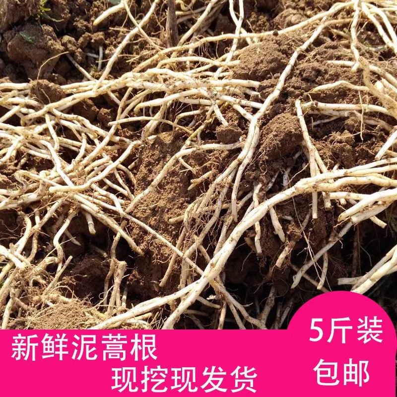 湖北特产新鲜藜蒿根泥蒿根芦蒿根柳蒌蒿根食用时苓蔬菜现挖包邮
