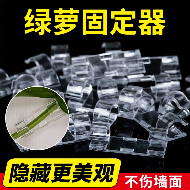 绿萝固定器爬墙上藤蔓挂钩