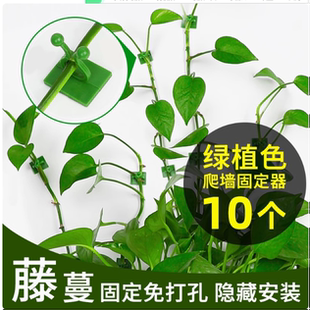 绿箩爬上神器固定器绿植攀爬夹子无痕卡绿萝挂钩强力粘爬藤杆器