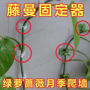 月季爬墙固定器绿萝爬藤上墙不伤墙攀爬神器蔷薇绿植卡扣自粘钩子