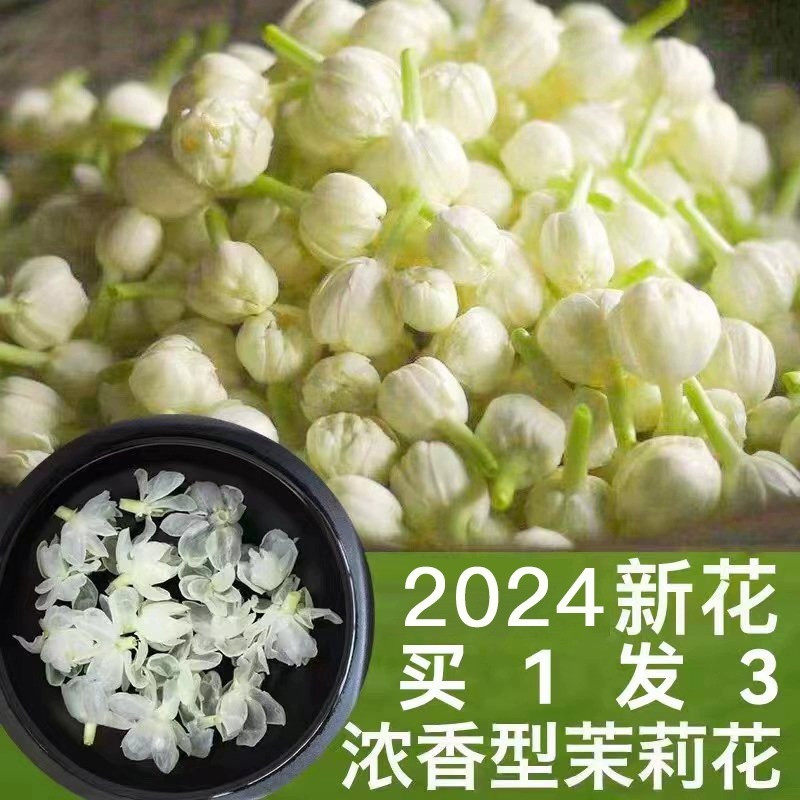 新货茉莉花茶浓香型可食用花苞茶干花朵孕妇茶茉莉花干2024新广西