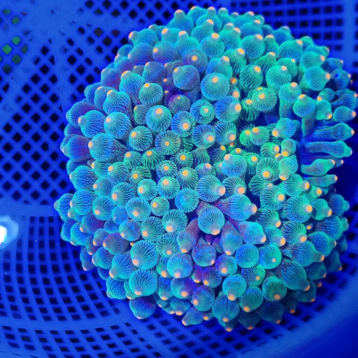 奶嘴海葵海水养殖小丑鱼珊瑚
