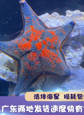 海星宠物海水鱼缸迷你海洋生物观赏动物翻砂小海星海缸造景观赏