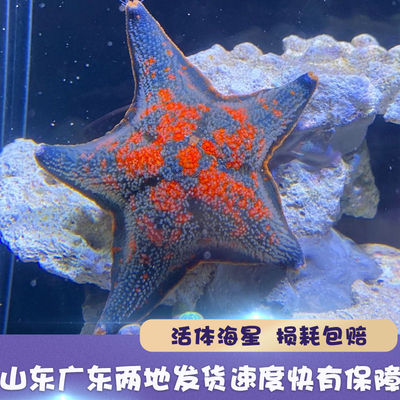 海星宠物海水鱼缸迷你海洋生物观赏动物翻砂小海星海缸造景观赏