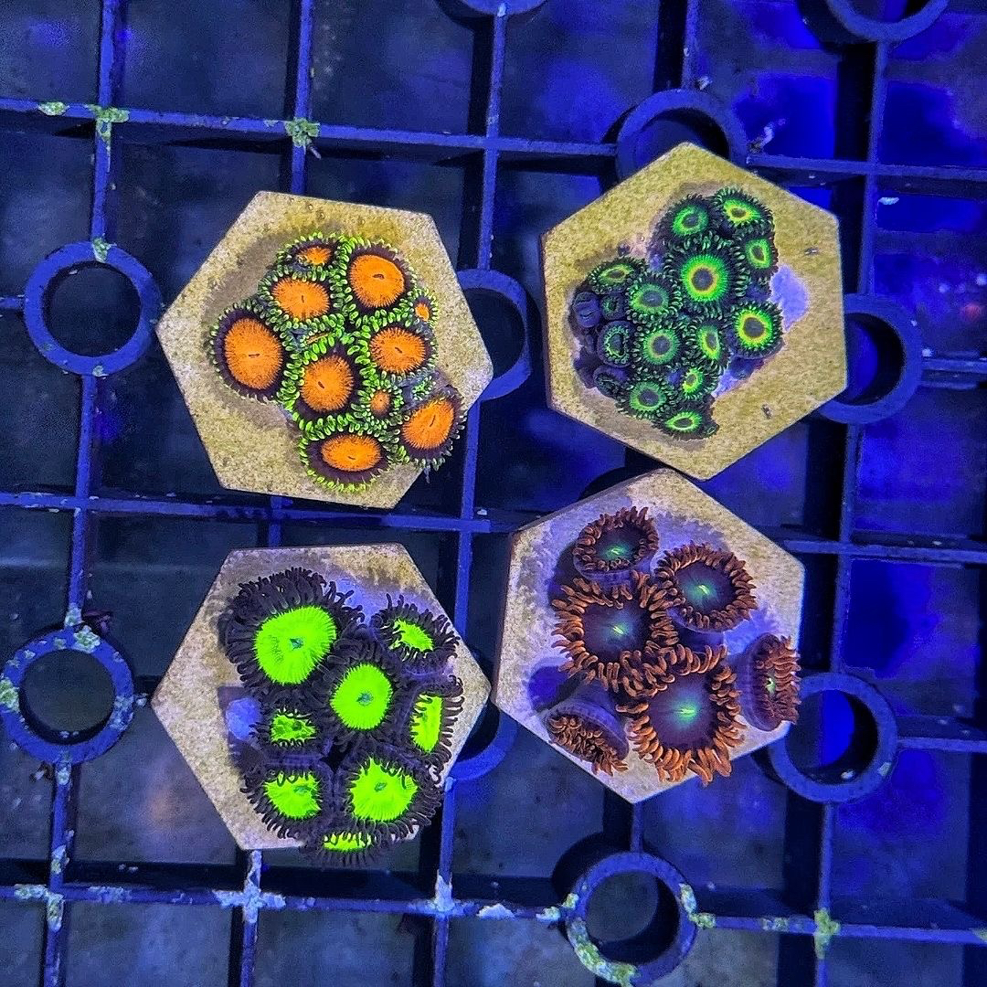 纽扣珊瑚海缸造景海水珊瑚海葵花群海葵除藻生物海水纽扣海缸观赏