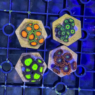 纽扣珊瑚海缸造景海水珊瑚海葵花群海葵除藻生物海水纽扣海缸观赏