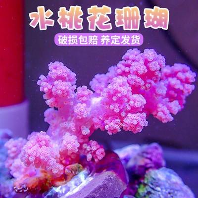 红水桃花软体珊瑚海鸡冠LPS海水生物海洋小丑鱼海缸珊瑚水桃花lps