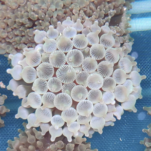 奶嘴海葵海水养殖小丑鱼共生海葵海缸软体珊瑚绿奶嘴海葵紫点海葵