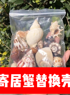 寄居蟹鱼缸造景纯天然替换壳