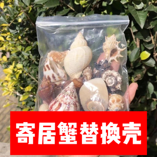 寄居蟹替换壳纯天然繁殖鱼缸造景水族箱装饰套装纯天然