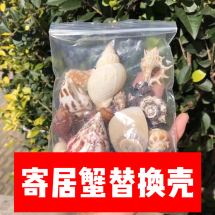 寄居蟹替换壳纯天然繁殖鱼缸造景水族箱装饰套装纯天然