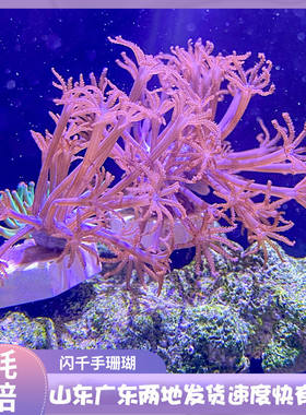 闪千手开合花伞闪千手海水珊瑚白鬼爪澳洲日本斐济白鬼爪珊瑚