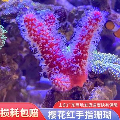 樱花红手指软体珊瑚海水生物好养海缸造景新手LP软体活物硬骨珊瑚