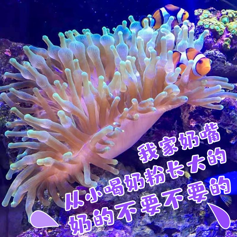 海葵荧光绿红海葵珊瑚绿地毯小丑鱼共生海葵软体鱼缸奶嘴