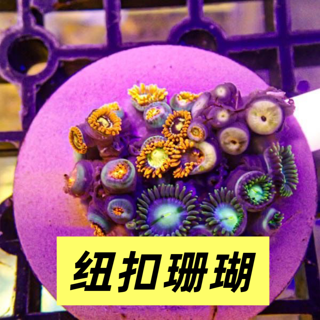 纽扣珊瑚海葵海水鱼缸新手入门纽扣拼盘幻彩纽扣海水造景生物好养