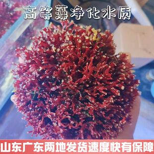 PO4净化水质海水藻类海缸 海藻高等藻红葡萄藻鹿角藻羽毛藻去NO3