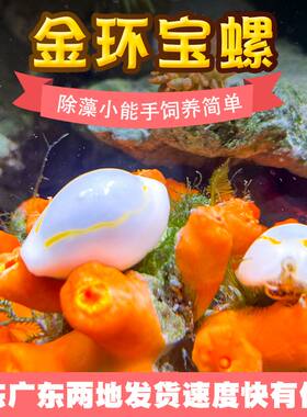 观赏螺除绿藻金环宝螺宠物海螺