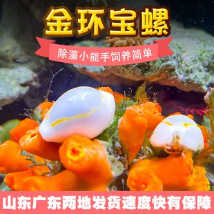 观赏螺除绿藻金环宝螺宠物海螺角蝾螺牛眼螺净化海缸吃藻紫底星螺