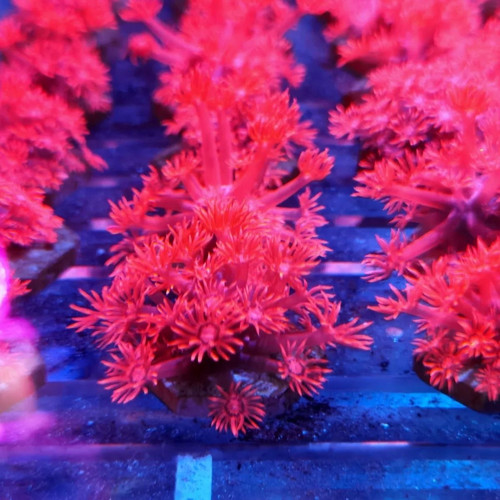 红单苞长须珊瑚软体Lps海水缸提色造景观赏生物新手易养繁殖快